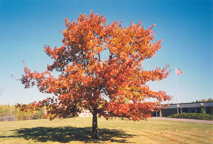 Red Oak (Quercus rubra) at Franz Witte