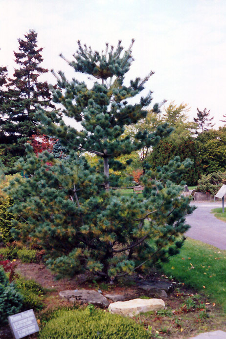 Maxi Dwarf Japanese White Pine (Pinus parviflora 'Maxi Dwarf') at Franz Witte