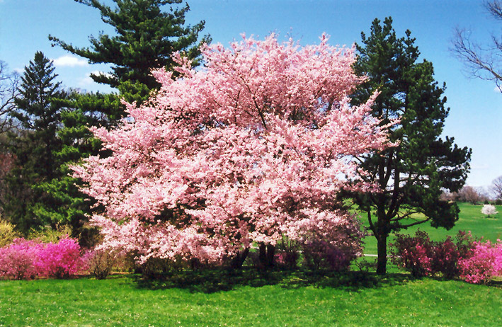 Accolade Flowering Cherry (Prunus 'Accolade') at Franz Witte