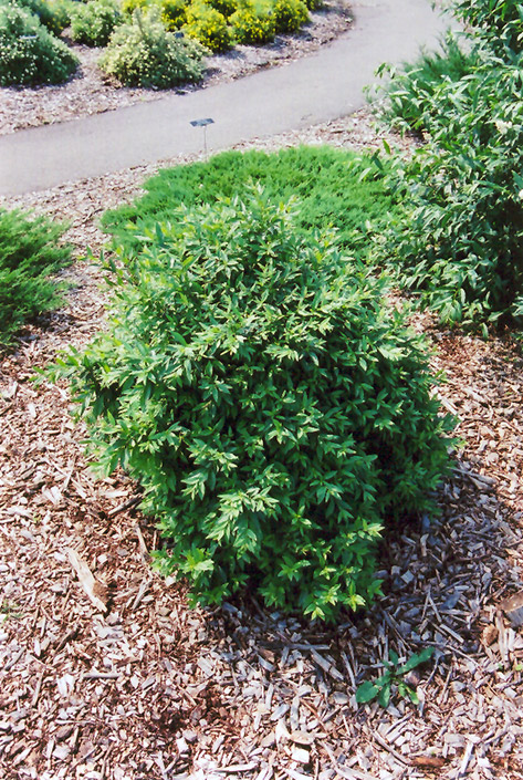 Lodense Common Privet (Ligustrum vulgare 'Lodense') at Franz Witte