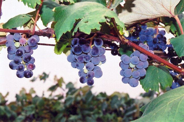 Concord Grape (Vitis 'Concord') at Franz Witte