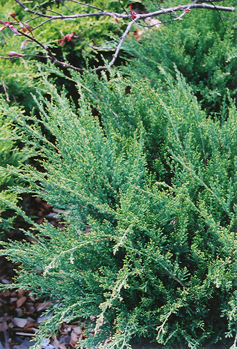 Sea Green Juniper (Juniperus chinensis 'Sea Green') at Franz Witte