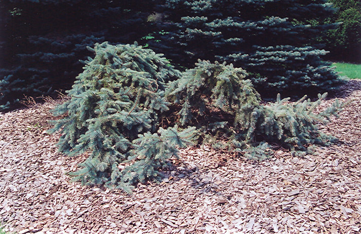 Creeping Blue Spruce (Picea pungens 'Glauca Prostrata') at Franz Witte