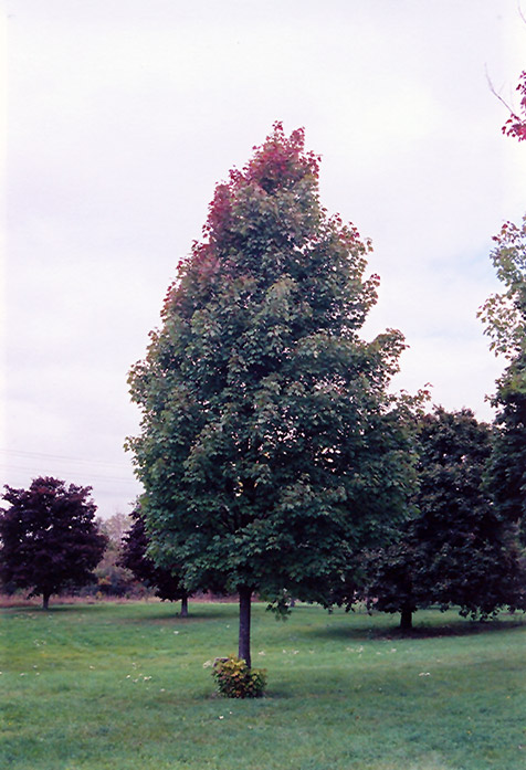 Bowhall Red Maple (Acer rubrum 'Bowhall') at Franz Witte