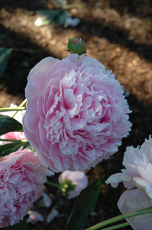 Shirley Temple Peony (Paeonia 'Shirley Temple') at Franz Witte