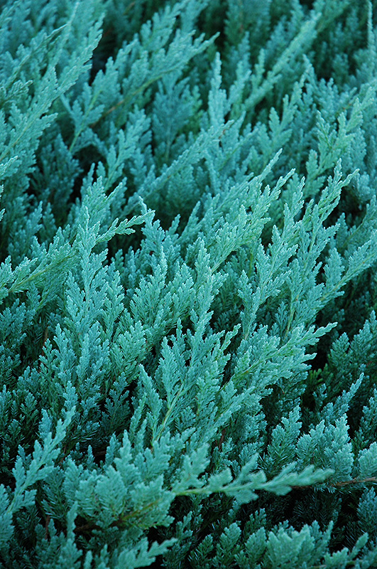 Blue Chip Juniper (Juniperus horizontalis 'Blue Chip') at Franz Witte