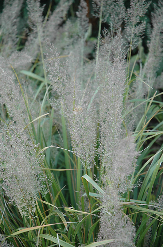 Korean Reed Grass (Calamagrostis brachytricha) at Franz Witte