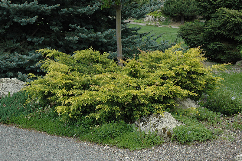 Old Gold Juniper (Juniperus x media 'Old Gold') at Franz Witte