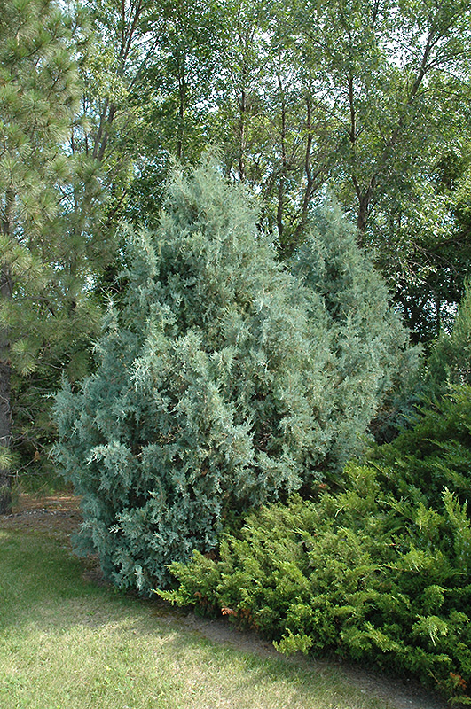 Wichita Blue Juniper (Juniperus scopulorum 'Wichita Blue') at Franz Witte