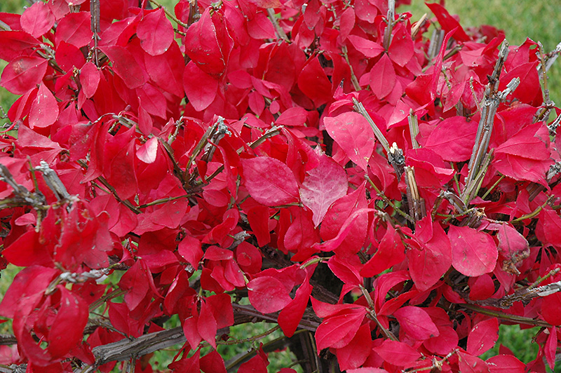 Compact Winged Burning Bush (Euonymus alatus 'Compactus') at Franz Witte