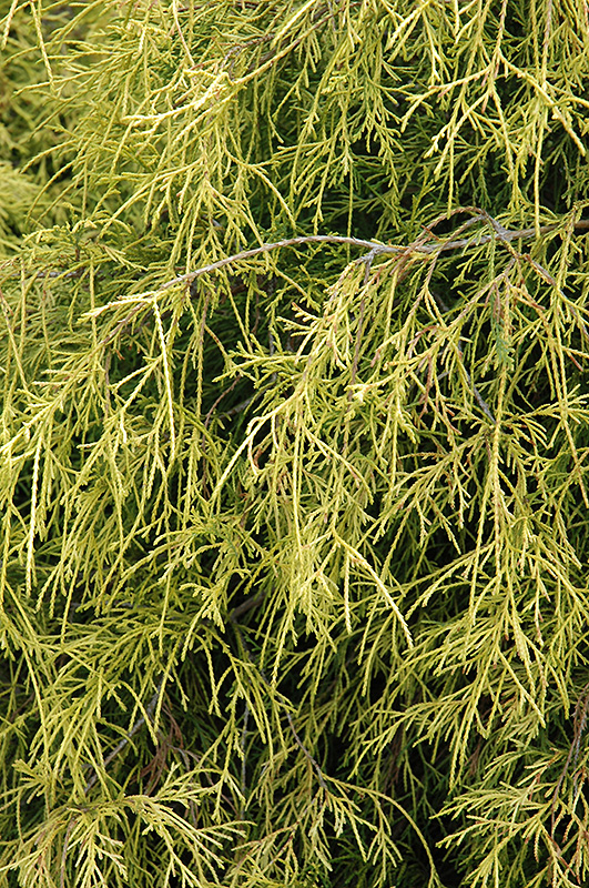 Sungold Falsecypress (Chamaecyparis pisifera 'Sungold') at Franz Witte