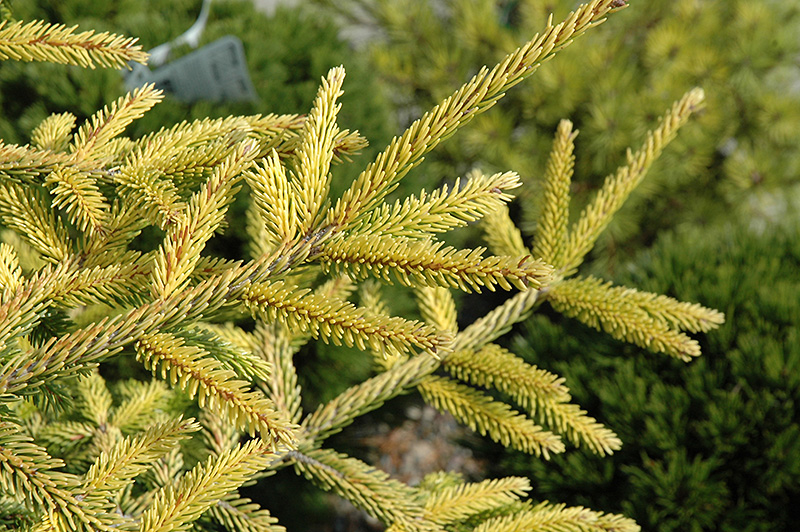 Skylands Golden Spruce (Picea orientalis 'Skylands') at Franz Witte