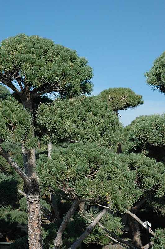 Poodle Dwarf Scotch Pine (Pinus sylvestris 'Poodle') at Franz Witte