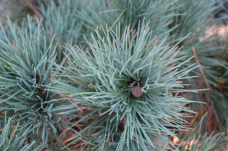 Dwarf Blue Swiss Stone Pine (Pinus cembra 'Glauca Nana') at Franz Witte