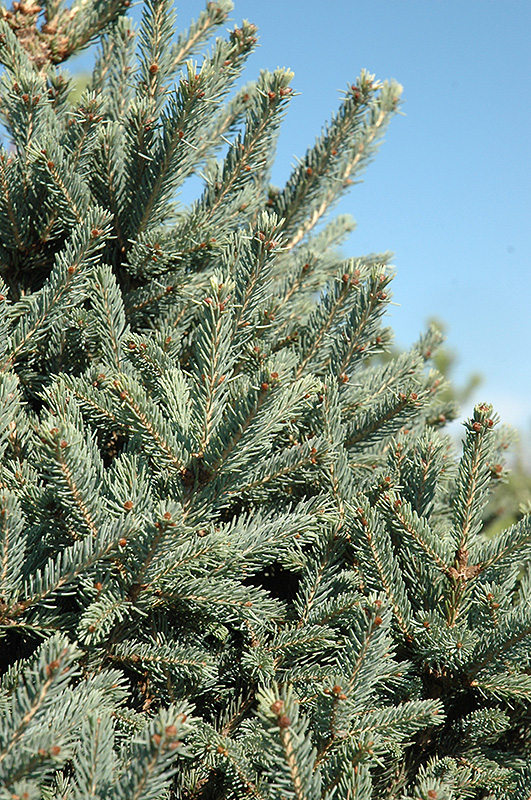 Yukon Blue Spruce (Picea glauca 'Yukon Blue') at Franz Witte