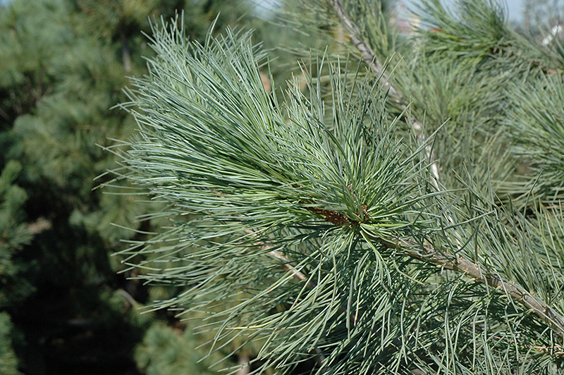 Blue Macedonian Pine (Pinus peuce 'Glauca') at Franz Witte