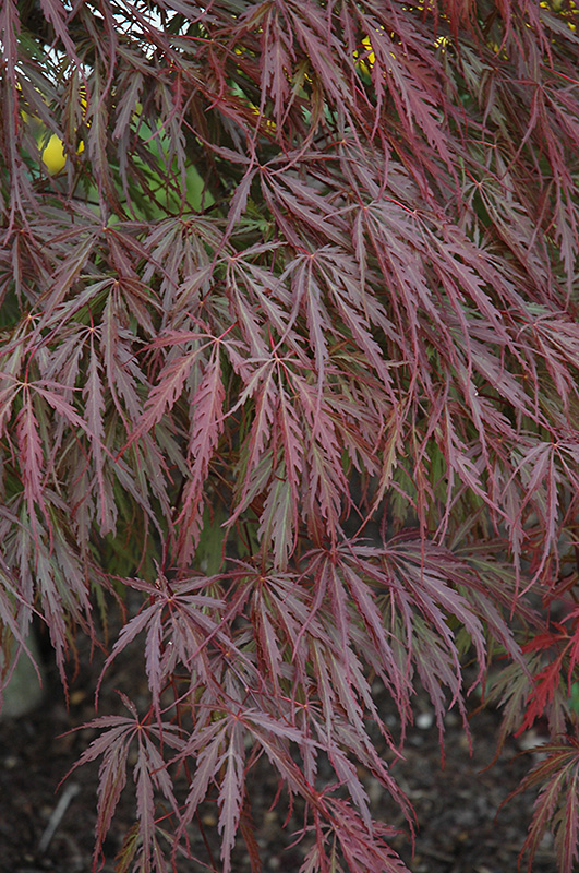 Tamukeyama Japanese Maple (Acer palmatum 'Tamukeyama') at Franz Witte
