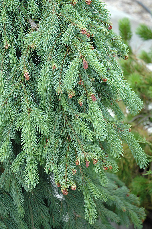 Weeping White Spruce (Picea glauca 'Pendula') at Franz Witte