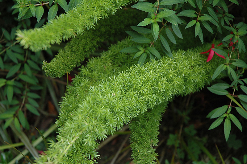 Myers Foxtail Fern (Asparagus densiflorus 'Myers') at Franz Witte