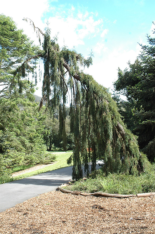 Weeping Giant Sequoia (Sequoiadendron giganteum 'Pendulum') at Franz Witte