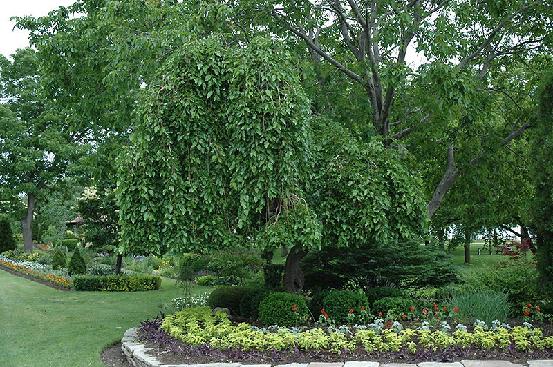 Weeping Mulberry (Morus alba 'Pendula') at Franz Witte
