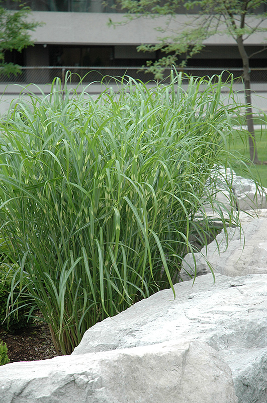 Zebra Grass (Miscanthus sinensis 'Zebrinus') at Franz Witte