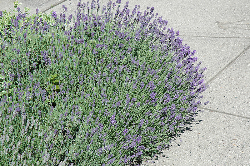 Munstead Lavender (Lavandula angustifolia 'Munstead') at Franz Witte