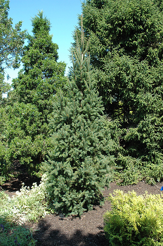 Columnar Norway Spruce (Picea abies 'Cupressina') at Franz Witte