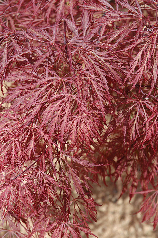 Ever Red Lace-Leaf Japanese Maple (Acer palmatum 'Ever Red') at Franz Witte