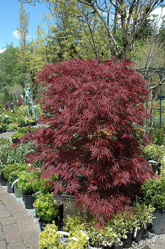Red Dragon Japanese Maple (Acer palmatum 'Red Dragon') at Franz Witte