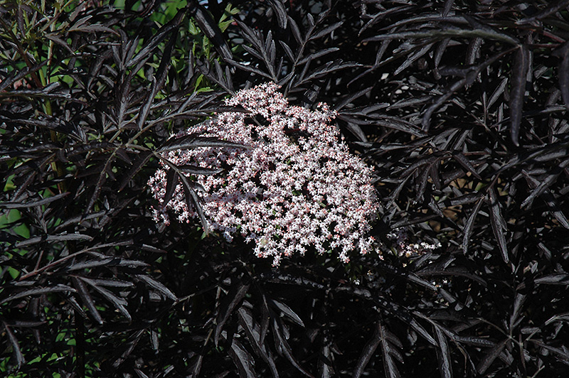 Black Lace Elder (Sambucus nigra 'Eva') at Franz Witte