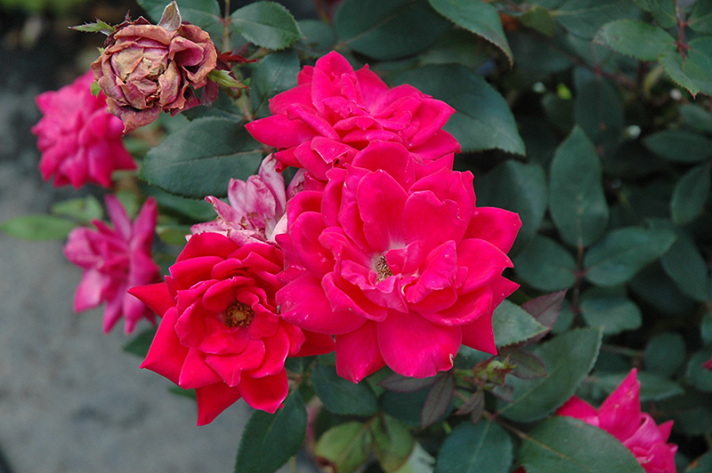 Knock Out Double Red Rose (Rosa 'Radtko') at Franz Witte