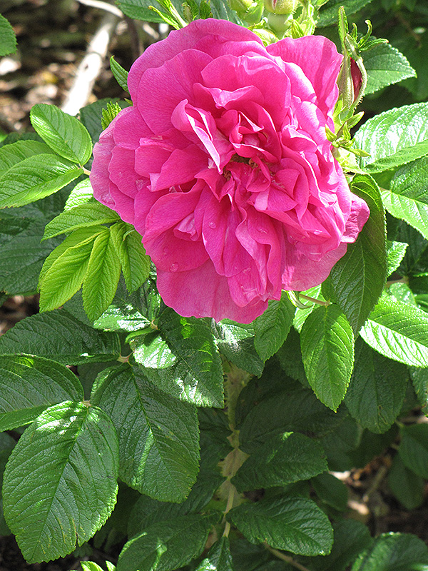 Hansa Rose (Rosa 'Hansa') at Franz Witte