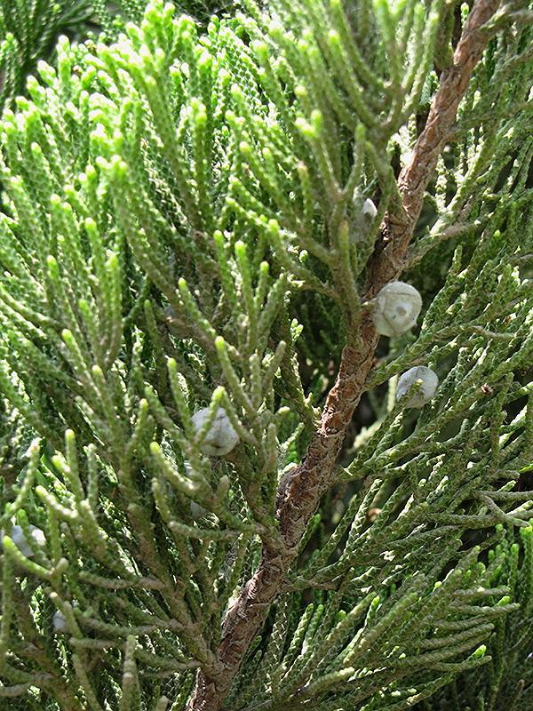 Kaizuka Juniper (Juniperus chinensis 'Kaizuka') at Franz Witte