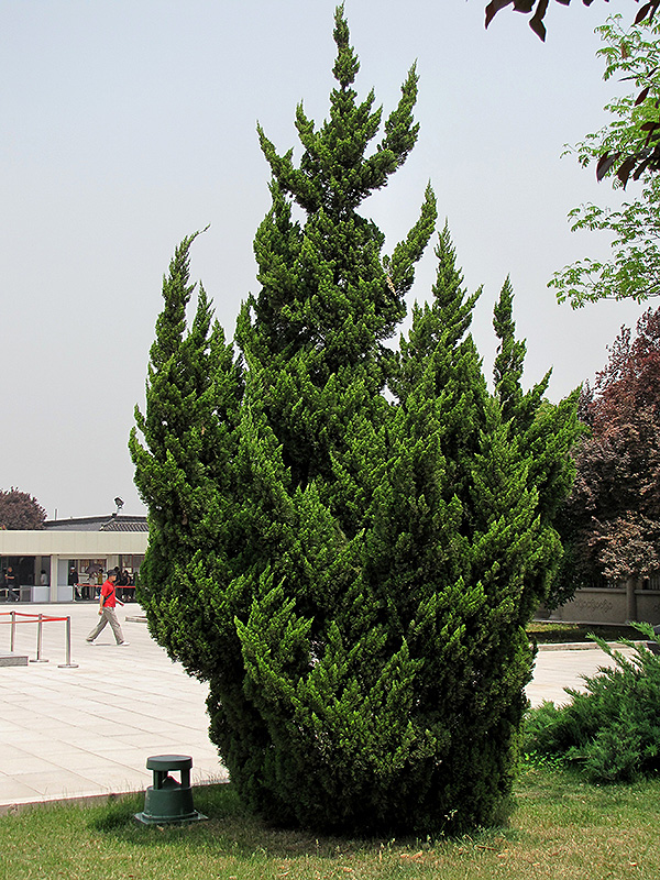 Kaizuka Juniper (Juniperus chinensis 'Kaizuka') at Franz Witte