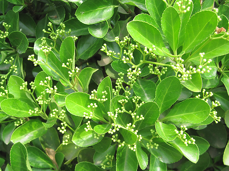 Japanese Euonymus (Euonymus japonicus) at Franz Witte