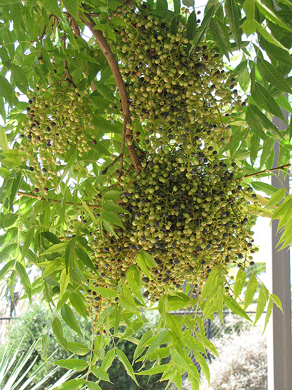 Chinese Pistache (Pistacia chinensis) at Franz Witte