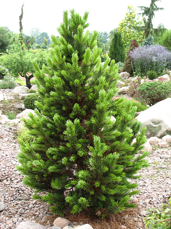 Formal Form Bristlecone Pine (Pinus aristata 'Formal Form') at Franz Witte