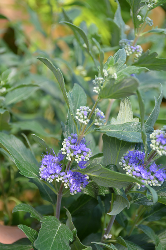 Beyond Midnight Caryopteris (Caryopteris x clandonensis 'CT-9-12') at Franz Witte