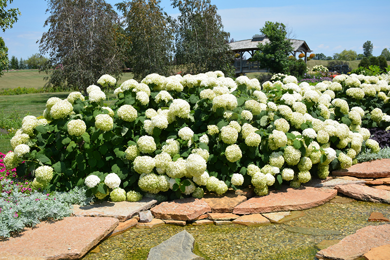 Incrediball Hydrangea (Hydrangea arborescens 'Abetwo') at Franz Witte