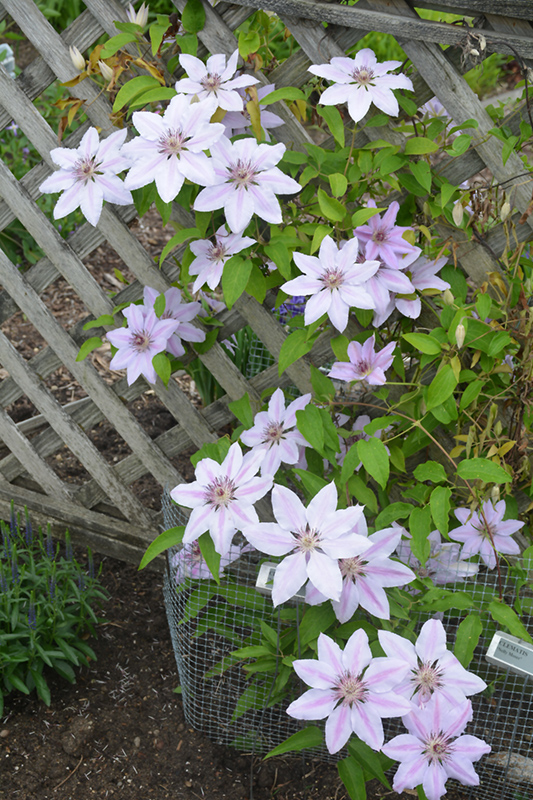 Nelly Moser Clematis (Clematis 'Nelly Moser') at Franz Witte