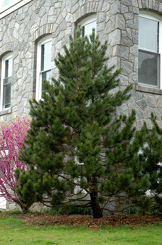 Bosnian Pine (Pinus heldreichii) at Franz Witte