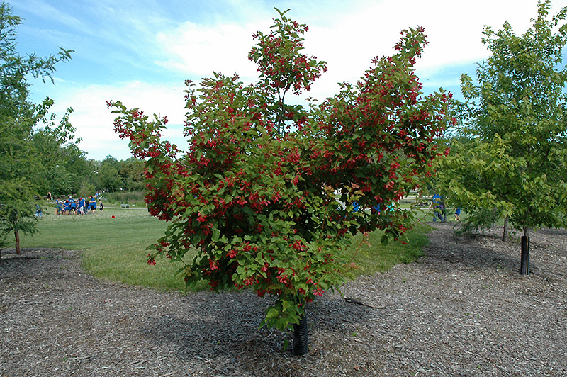 Hot Wings Tatarian Maple (Acer tataricum 'GarAnn') at Franz Witte