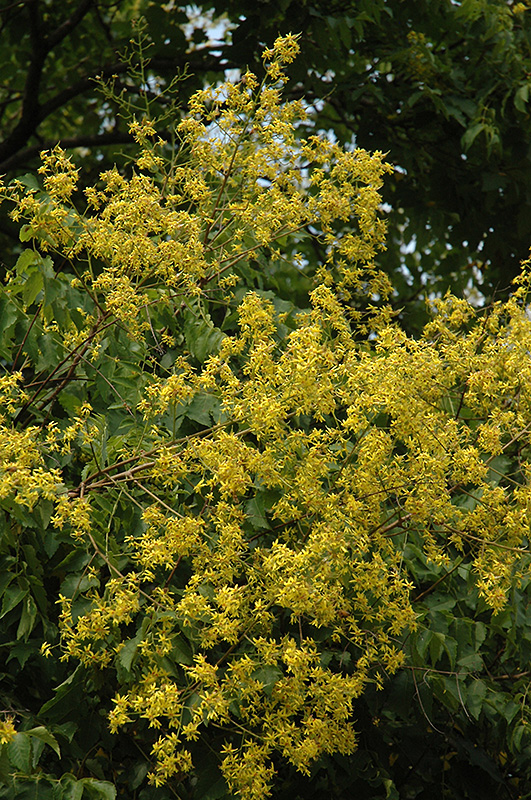 Golden Rain Tree (Koelreuteria paniculata) at Franz Witte