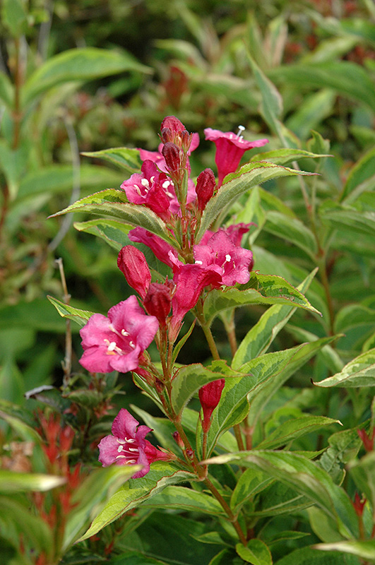 French Lace Weigela (Weigela florida 'French Lace') at Franz Witte