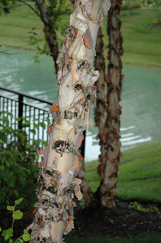 River Birch (Betula nigra) at Franz Witte