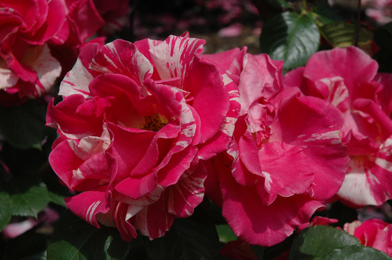 Candy Land Rose (Rosa 'WEKrosopela') at Franz Witte