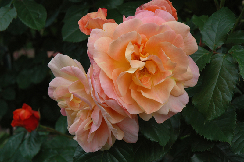 Westerland Rose (Rosa 'Westerland') at Franz Witte