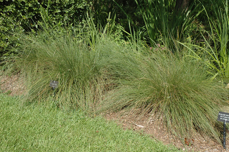 Regal Mist Muhly Grass (Muhlenbergia capillaris 'Lenca') at Franz Witte