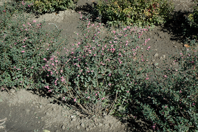Candy Coralberry (Symphoricarpos x doorenbosii 'Kolmcan') at Franz Witte